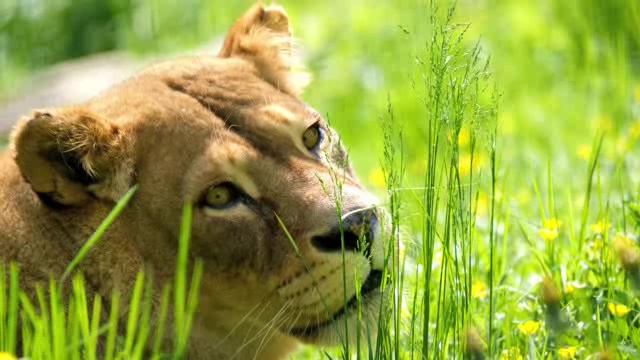 草丛中的母狮子短视频素材【4K】