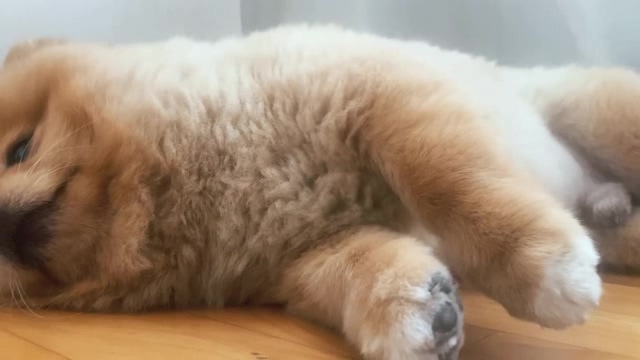 躺在木地板上的小奶狗短视频素材【4K】