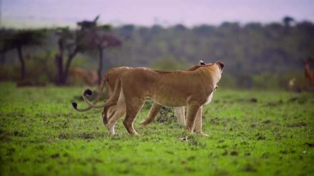大草原上两只散步的母狮子短视频素材