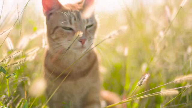 草丛中悠闲的小花猫短视频素材