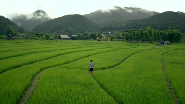 走在绿色的水稻田中的男人航拍短视频素材【4K】