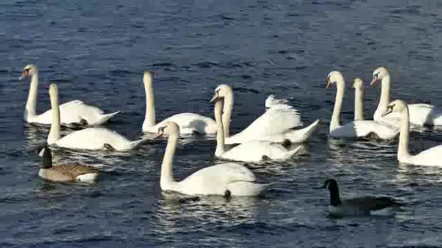 在湖水中游弋的一群白天鹅短视频素材