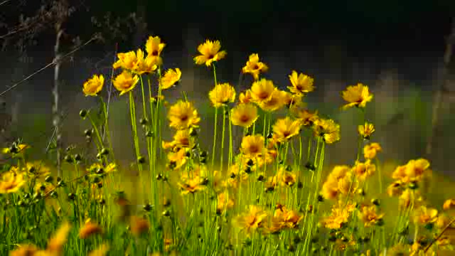鲜艳的小黄花在风中摇动短视频素【4K】