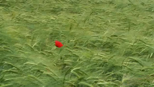 一朵在青色麦田中的小红花在风中摇动短视频素材【4K】