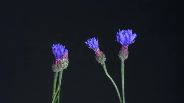 缓慢开花的紫色蒲公英延时摄影短视频素材【4K】