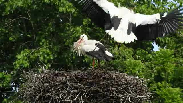 正在筑巢的两只白鹤短视频素材