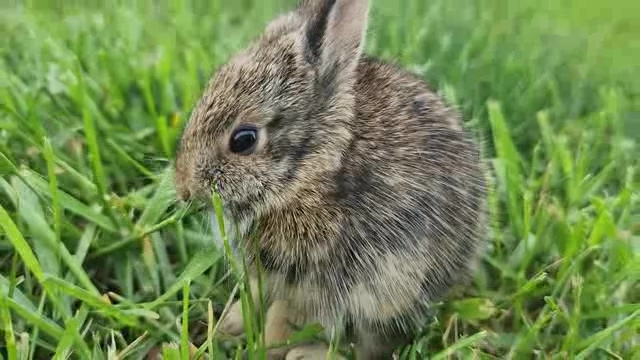 在草地上吃草的可爱小野兔
