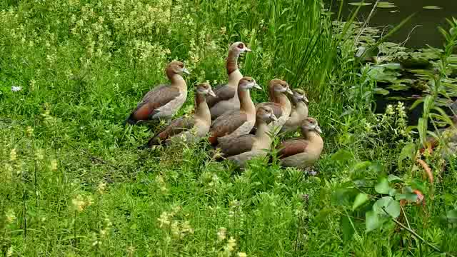 一群站在池塘边草地上的野鸭短视频素材