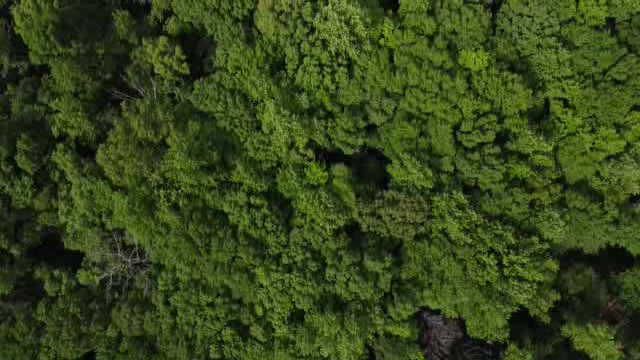 绿色森林航拍视频短视频素材【4K】