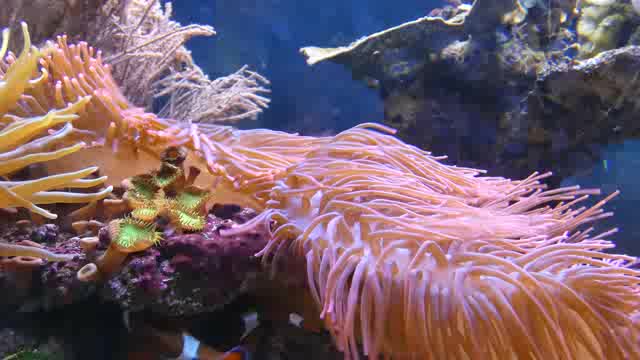 海底珊瑚上随水飘动的海葵短视频素材