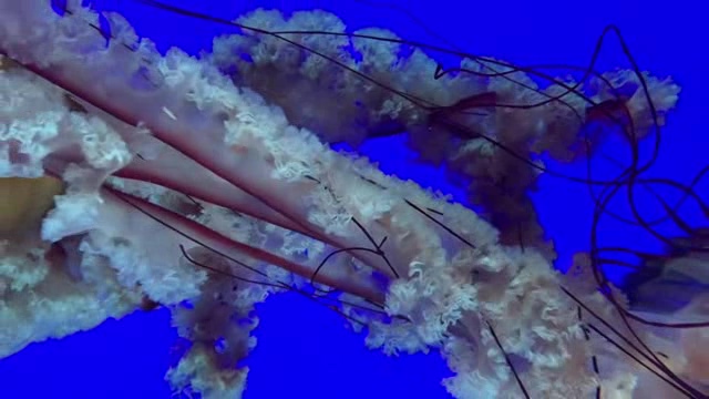 漂亮的水母触角短视频素材