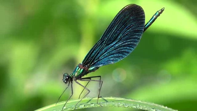 蓝色的小蜻蜓豆娘短视频素材