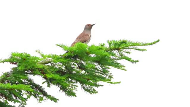 站在一树松枝上的小鸟短视频素材【4K】