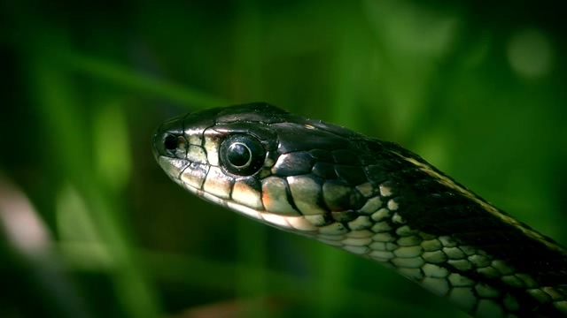 在草丛中一动不动的黑色曼巴蛇头短视频素材