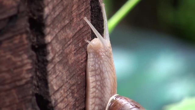 不断向上爬的蜗牛短视频素材