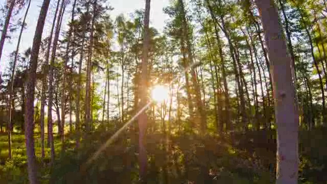 小树林中的太阳光晕短视频素材【4K】