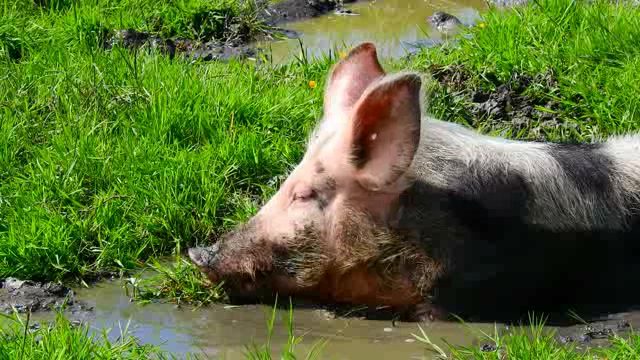 在沼泽烂泥里玩耍的小猪猡短视频素材
