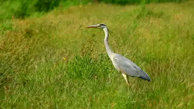 在湿地草丛中漫步的灰鹤短视频素材