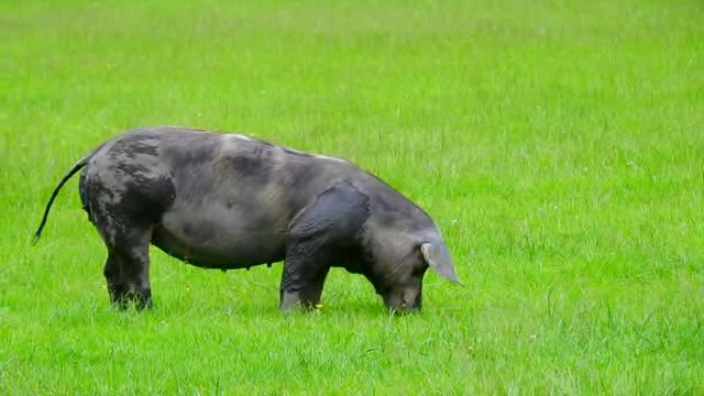 在草地上吃草的本地黑猪短视频素材
