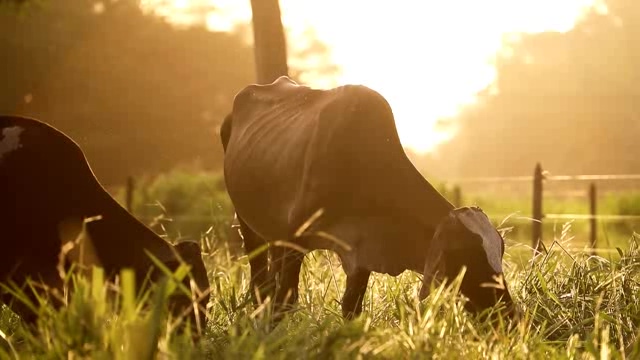 夕阳下的老牛吃草短视频素材