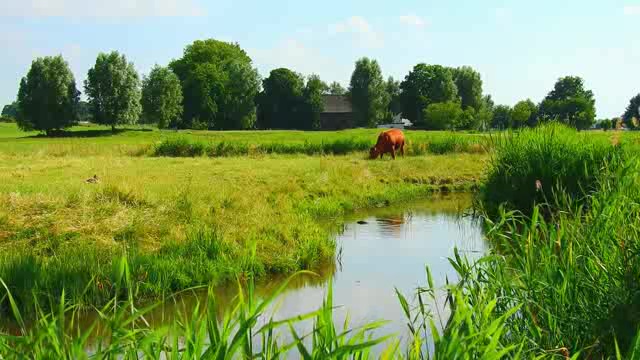 村口小河边吃草的老牛短视频素材