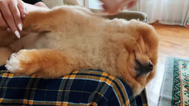 躺在主人腿上梳理毛发的松狮幼犬短视频素材【4K】