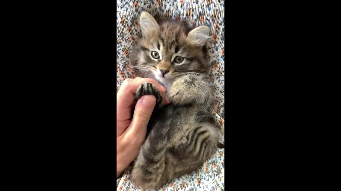 与害羞的小猫咪愉快的玩耍短视频素材【4K】