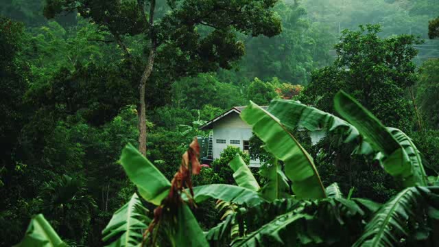 雨打芭蕉热带森林中的小屋短视频素材【4K】