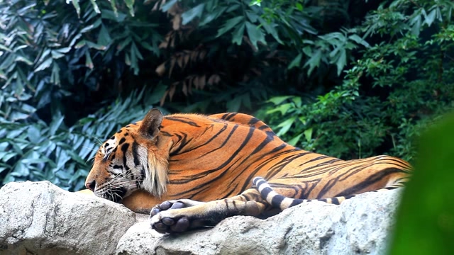 爬在石头上打盹的大老虎短视频素材