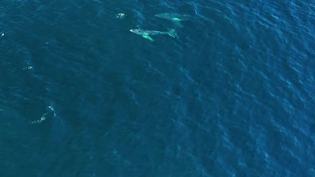 浮上海面呼吸的鲸鱼短视频素材