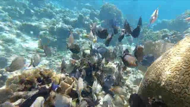 浅海珊瑚区的小鱼群短视频素材