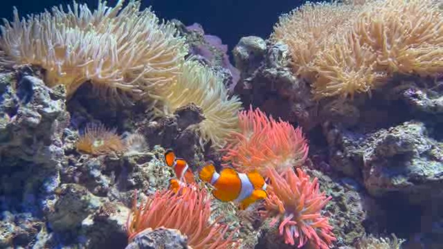 浅海区的珊瑚和小丑鱼短视频素材
