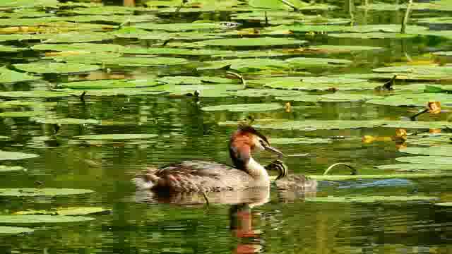 睡莲池塘里的小水鸟母子短视频素材