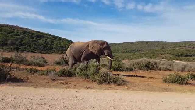 草原上一头孤独的大象短视频素材
