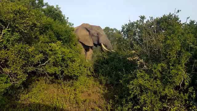 吃树叶的大象短视频素材