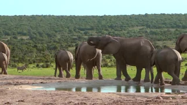 一群喝水的大象短视频素材