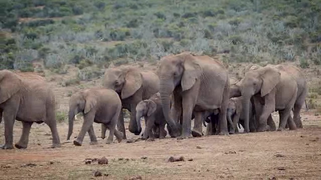徒步行走中的一群大象短视频素材