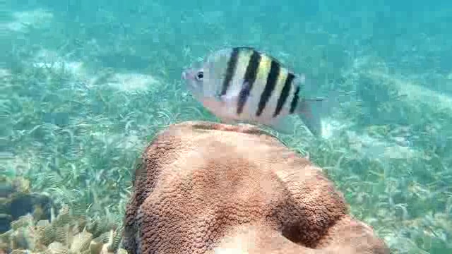 大海浅水区珊瑚石上的小鱼短视频素材