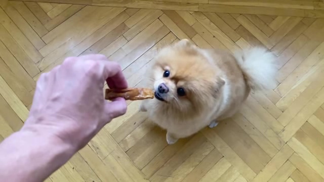 逗小狗吃东西短视频素材【4K】