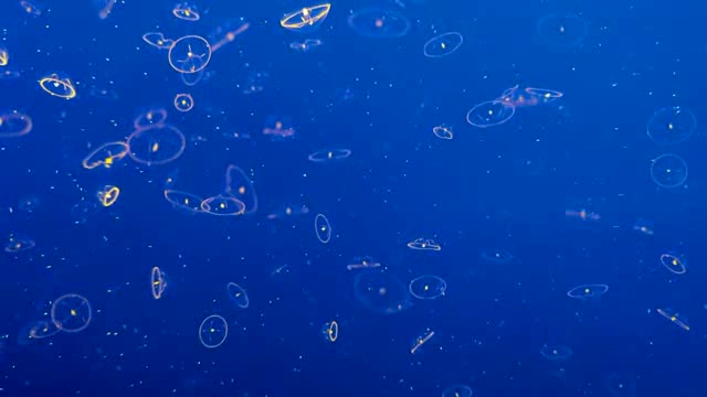 蓝色水中的桃花水母短视频素材