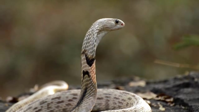 危险恐怖的眼镜蛇短视频素材