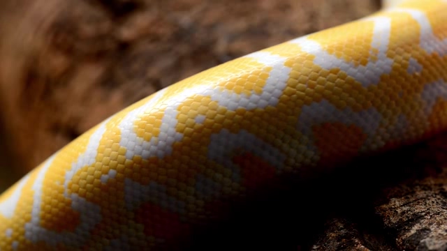 黄白相间的花蟒蛇慢慢爬过短视频素材