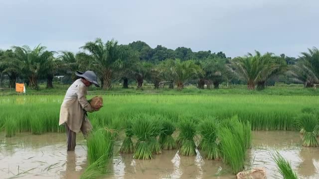 东南亚越南的水稻田短视频素材