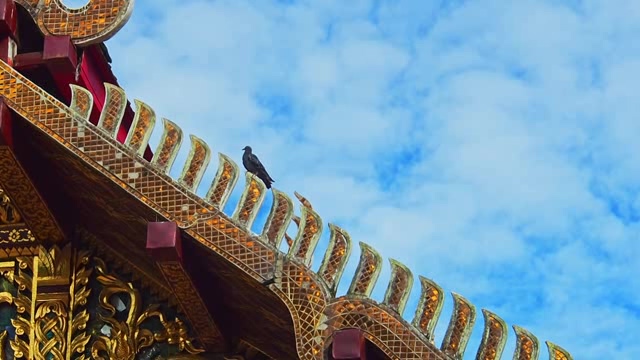 华丽泰国寺庙上的小鸟短视频素材