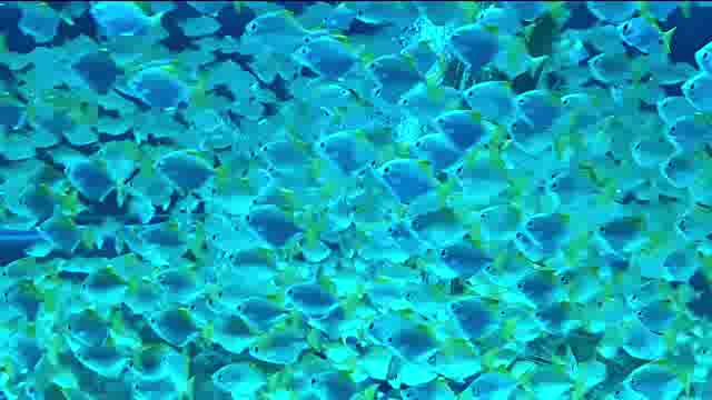 眼花缭乱的热带鱼群短视频素材