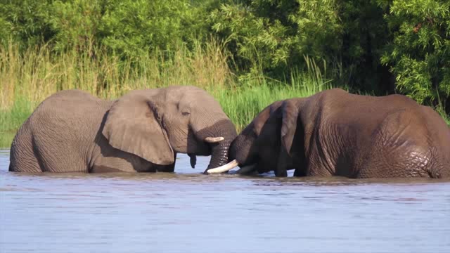 在河里玩水嬉闹的两头大象短视频素材