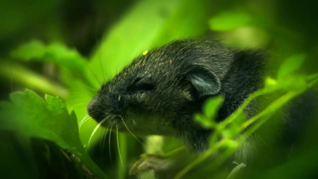 草丛中的田原老鼠短视频素材
