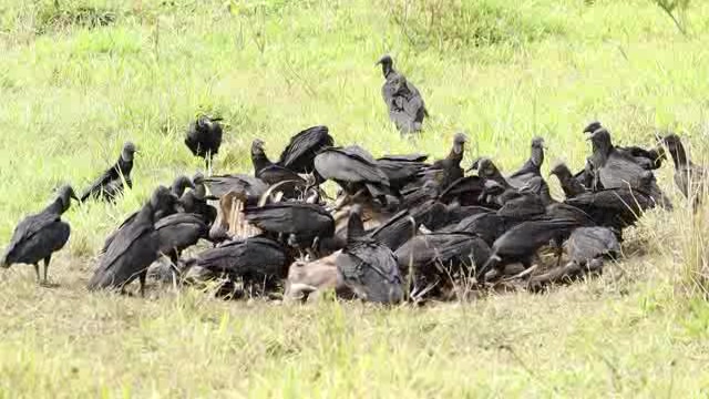 草原上啃食动物尸体的秃鹫群短视频素材