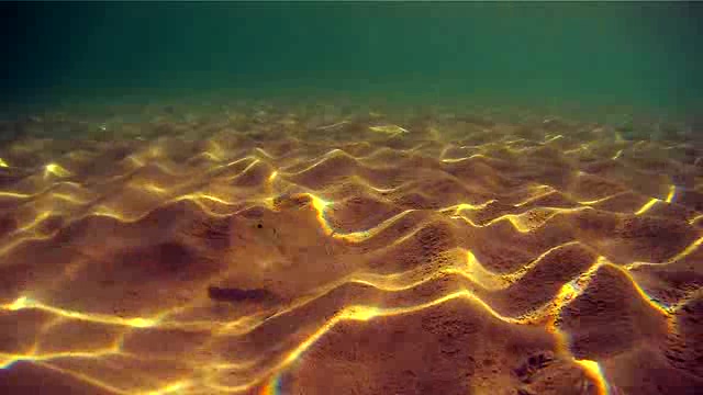 浅海沙地上的小鱼短视频素材