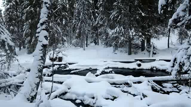 冰雪森林中的一条小溪流短视频素材